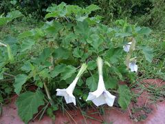 Datura discolor