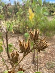 Hibiscus furcellatus