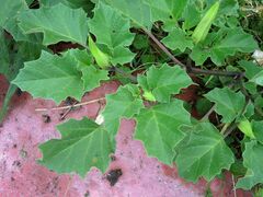 Datura discolor