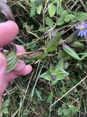 Gentianella quinquefolia