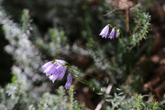 Campanula cespitosa