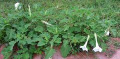 Datura discolor