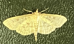 Herpetogramma pertextalis
