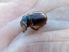 Pericoptus
