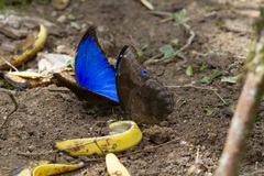 Morpho menelaus coeruleus