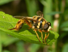 Milesia virginiensis