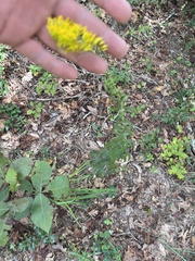Solidago odora