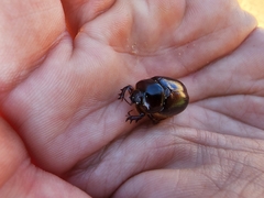 Pericoptus