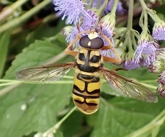 Milesia virginiensis