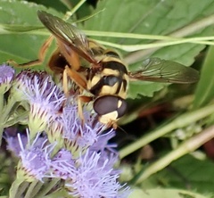 Milesia virginiensis