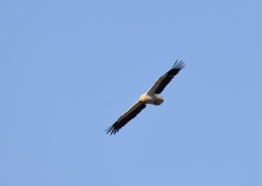 Neophron percnopterus