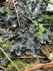 Peltigera canina