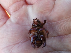 Pericoptus