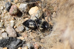 Creophilus maxillosus