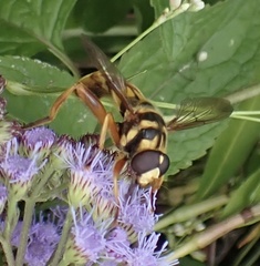 Milesia virginiensis