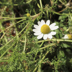Anthemis cotula