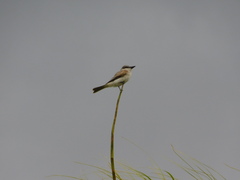 Tyrannus dominicensis