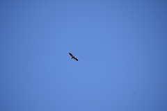 Neophron percnopterus