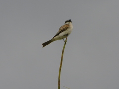 Tyrannus dominicensis