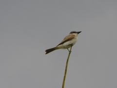Tyrannus dominicensis
