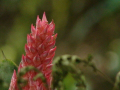 Aechmea distichantha