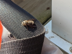 Dolichovespula maculata