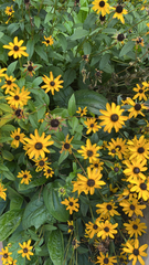 Rudbeckia