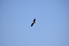 Neophron percnopterus