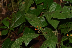 Palicourea racemosa