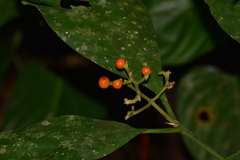 Palicourea racemosa