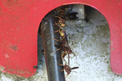 Polistes