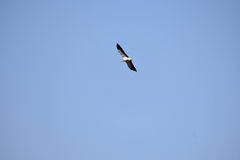 Neophron percnopterus