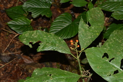 Palicourea racemosa