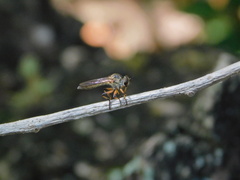 Ommatius floridensis