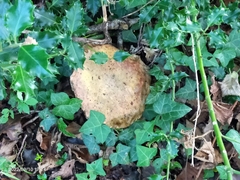 Suillellus luridus