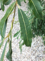 Salix eriocephala
