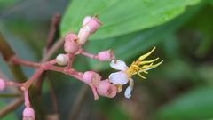 Miconia mexicana