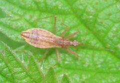 Nabis limbatus