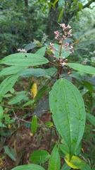 Miconia mexicana