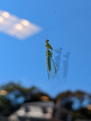 Zeugomantispa minuta