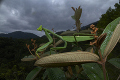 Stagmatoptera praecaria