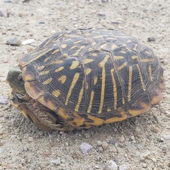 Terrapene ornata