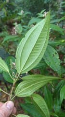 Miconia mexicana