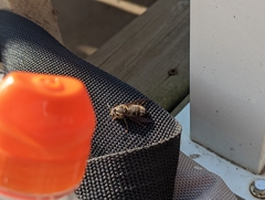 Dolichovespula maculata