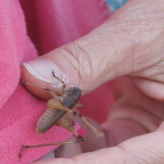 Tettigoniinae