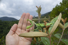 Stagmatoptera praecaria