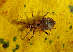 Himacerus apterus