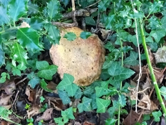 Suillellus luridus
