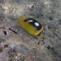 Chaetodon quadrimaculatus