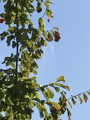 Araneomorphae